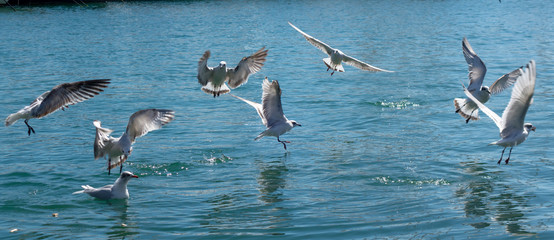 Flock of seagulls flying
