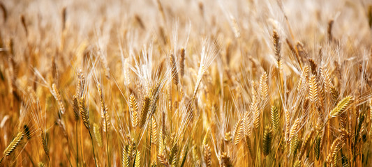 Fototapeta premium Golden spikelets of wheat, beautiful natural background and texture, autumn and harvest concept