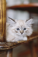 Little blue eyed Neva Masquerade Kitten on a wood chair in a german kitchen