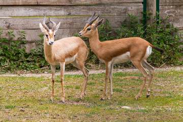 antilope 