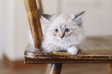 Little blue eyed Neva Masquerade Kitten on a wood chair in a german kitchen