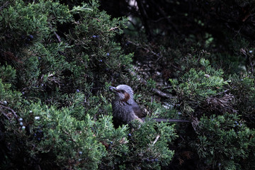 bird in the forest