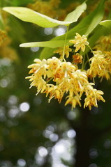 Wild linden flowers