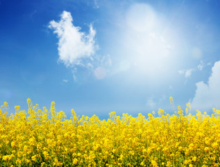 Bright summer background, yellow flowers against the blue sky