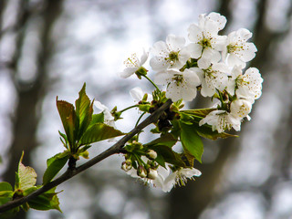 Beautiful white flower - detail in sunny day