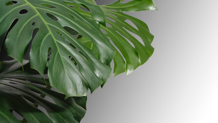 leaves of monstera or split-leaf philodendron (Monstera deliciosa). Dark green Real Tropical jungle leaves. Botanical nature concepts ideas. Copy space.