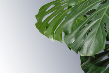 leaves of monstera or split-leaf philodendron (Monstera deliciosa). Dark green Real Tropical jungle leaves. Botanical nature concepts ideas. Copy space. © Nataliia