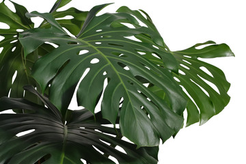leaves of monstera or split-leaf philodendron (Monstera deliciosa). Dark green Real Tropical jungle leaves isolated on white background. Botanical nature concepts ideas.  © Nataliia