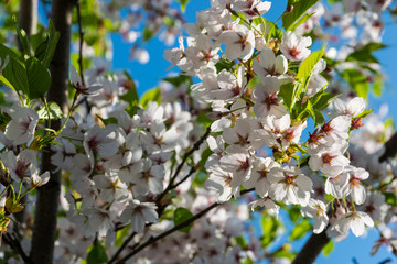 Sakura in bloom, blooming plum on a sunny day