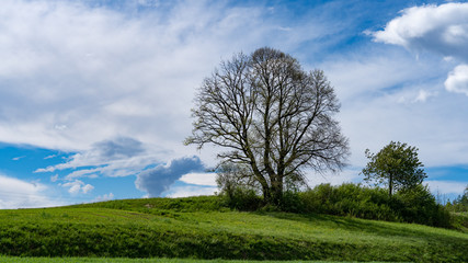 Fototapeta na wymiar grüne Landschaft mit Baum und Wolken