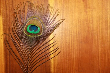 Fototapeta premium Wooden brown grain texture background with peacock feather