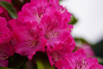 透き通った淡い色合いのシャクナゲの花