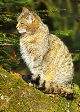 Wild cat sitting on a tree