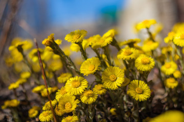 Blooming spring primrose is fragrant