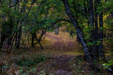 forest in autumn