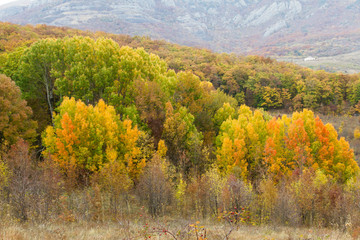 Fototapeta premium autumn landscape with river and trees