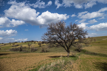 Obraz premium in spring, nature comes alive, apricot trees bloom and turn into leaves,