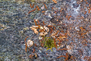 Texture last year's fallen leaves with drops of rain on a wooden surface.