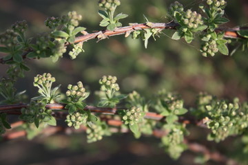 flower buds on green bushes