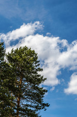 Green tree on a background of white clouds in the blue sky