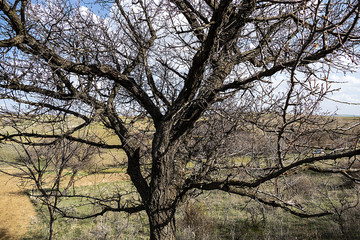 Obraz premium thick apricot tree and its branches, leafless large apricot tree and branches,