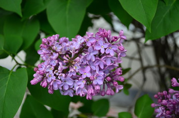 spring flowers, a lilac branch with flowers and buds on a background of green foliage