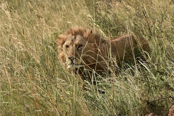 Fototapeta premium Lion