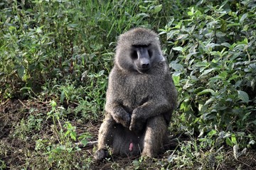 portrait of a baboon