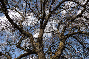 thick apricot tree and its branches, leafless large apricot tree and branches,