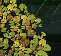 Miniature water lily leaves on surface of pond