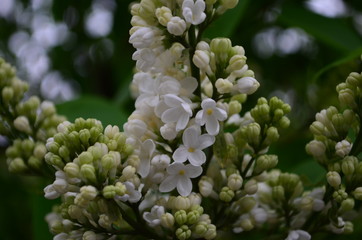 spring flowers, a lilac branch with flowers and buds on a background of green foliage