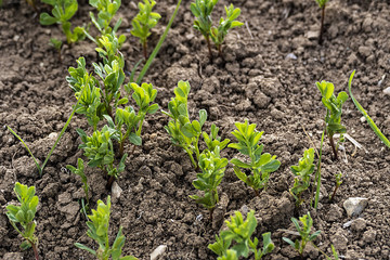 lentil plantation, lentil plant which started to develop in spring, green lentil field in continental climate,