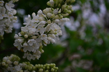 spring flowers, a lilac branch with flowers and buds on a background of green foliage