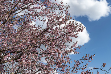 blue sky and flowering almond trees in the spring months,