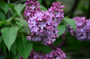 Fototapeta na wymiar spring flowers, a lilac branch with flowers and buds on a background of green foliage