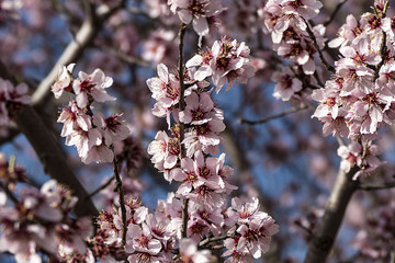 flowering almond tree close-up, flowering fruit trees and flying butterflies,