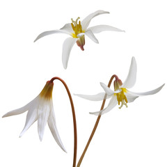 set of the flowers of the fawn lily (Erythronium caucasicum). isolated on white background