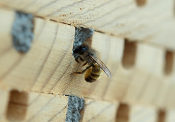 Biene Wildbiene wild bee Bienenhaus Eingang 005