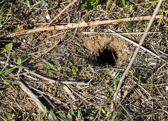 organic village eggs and artificial farm eggs, Which do you prefer? Choose natural organic eggs for your health,