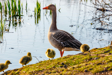 The European Greylags Goose with Chicks, closeup
