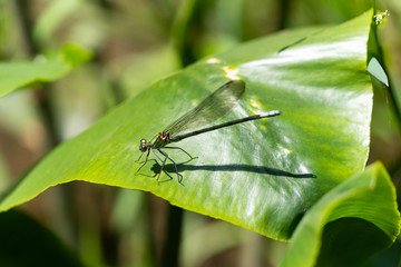 Female Damselfly - Mnais costalis - is resting on a leaf in Saga prefecture, JAPAN.