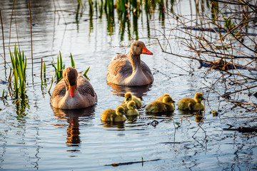 Fototapeta premium The European Greylags Goose with Chicks, closeup