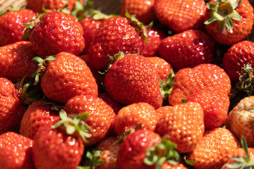 Harvested strawberry in JAPAN