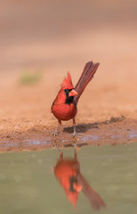 Beautiful male Northern Cardinal on a Southern Texas Ranch