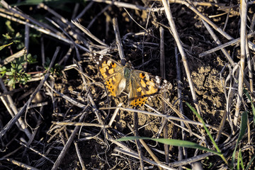 spring bear and butterflies, close-up butterfly,