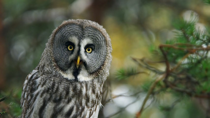 great grey owl