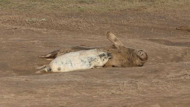 Seal pup on the beach with mother