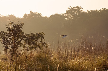 Bird is flying in the morning in Chitwan national park, Nepal