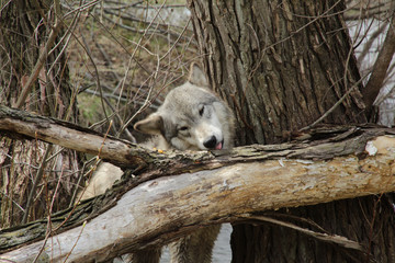 Fototapeta premium Finding a Tasty Treat in the Tree