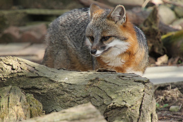 Grey Fox Behind Log